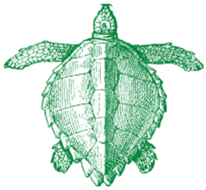 Snorkeling Tours Kona Hawaii